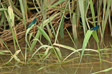Männliche Gebänderte Prachtlibelle (Calopteryx splendens) und Blauflügel-Prachtlibelle (Calopteryx virgo) nebeneinander