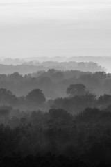 Mystical view on forest under haze at early morning. Eerie mist among layers from trees silhouettes in taiga in monochrome. Calm atmospheric minimalistic monochrome landscape of majestic nature.
