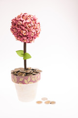 Flower pot and money