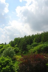 Summer landscape, forest