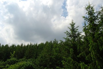 Summer landscape, forest