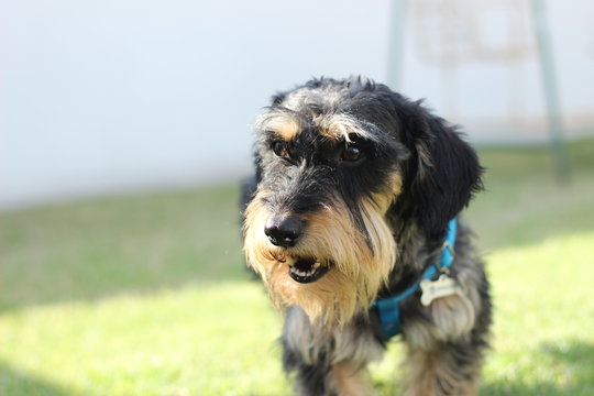 perro malo mordiendo lorenzo
