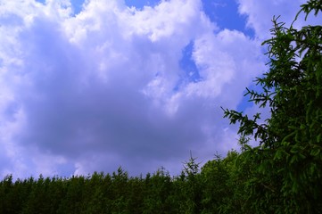 Summer landscape, forest