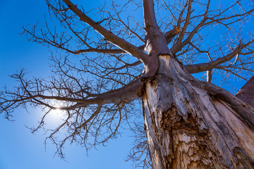 Baobab, Okavango Delta, Botswana, Africa