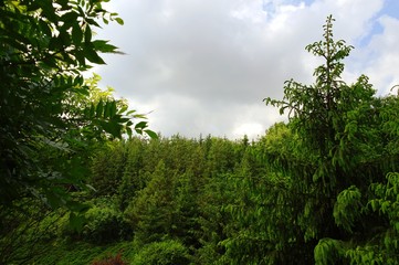 Summer landscape, forest