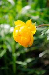 yellow tulip in the garden
