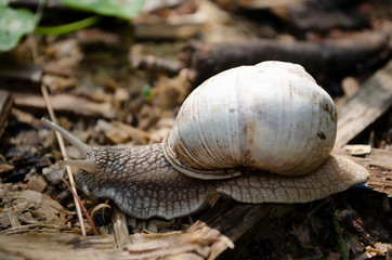 snail on the stone