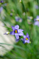 Fototapeta premium blue spring flowers on background of green grass