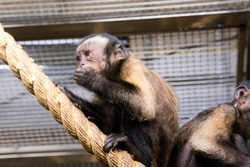monkey  in the zoo