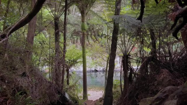 New Zealand rich dense native forest interior