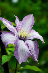 closeup of purple flower