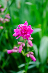 pink flower in the garden