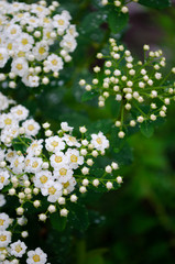 white flowers in the garden