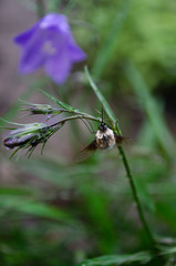 dragonfly on a flower