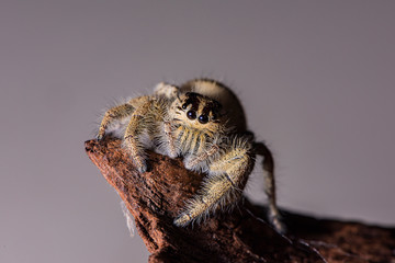 jumping spider sitting on a branch with studio light. A colourful exotic invertebrate species on a close up horizontal picture. 