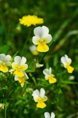 yellow flowers in the garden