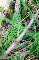 green lizard