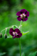 purple flower