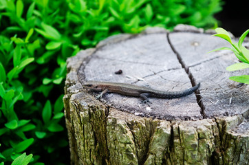 lizard on tree