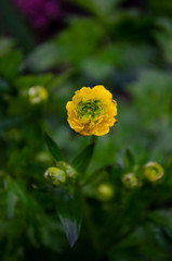 Obraz premium yellow flower with water drops of morning dew