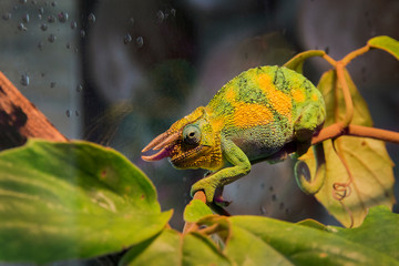Colorful Chameleon  Photograph