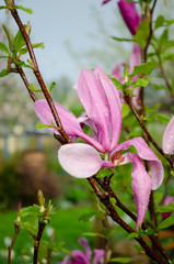 flower of magnolia