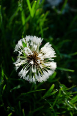 dandelion in the grass