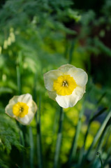 yellow flowers in the garden