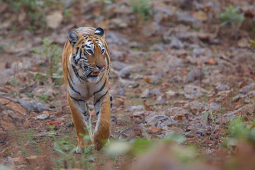 female tiger walking from the hill to Lake Tadoba in Tadoba National Park in India