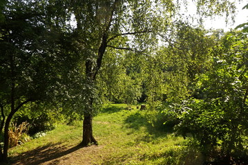 path in forest