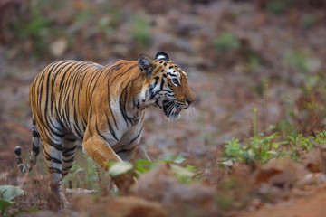 female tiger walking from the hill to Lake Tadoba in Tadoba National Park in India