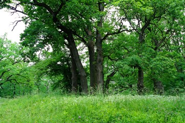 Summer landscape, forest