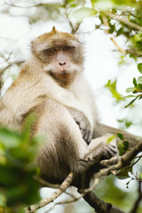 Macaca fascicularis (crab-eating or long-tailed macaque) in nature.