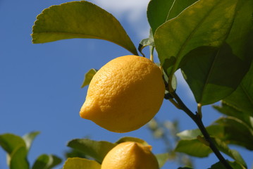lemons on tree