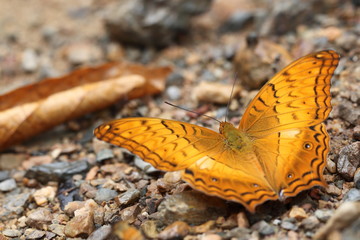 Common Cruiser butterfly on rocks