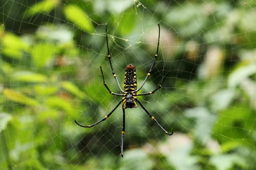 Spider on web