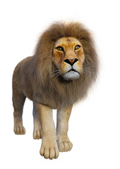 3D Rendering Male Lion on White