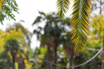 Blur palm leaf on tropical bokeh abstract background.Travel concept