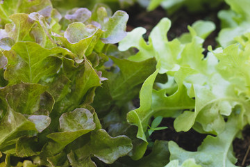 organic green oak leaf lettuce and red oak lettuce  on healthy  vegetables salad  food nature background