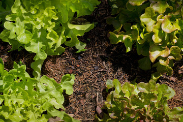 organic green oak leaf lettuce and red oak lettuce  on healthy  vegetables salad  food background