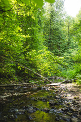 Fototapeta na wymiar Bunchiha river flowing in the forest