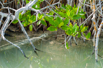 Alligator hidden in the vegetation of the biosphere of Sian Ka'an nature reserve