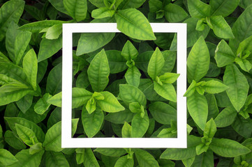 White square frame on green leaves. Blank for advertising card or invitation. Nature concept. 
