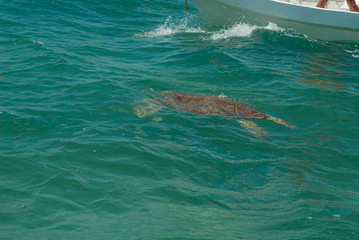 Brown tortoise shell of a sea turtle in the biosphere of Sian Ka'an nature reserve