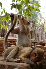 Monkey at Angkor site, Cambodia