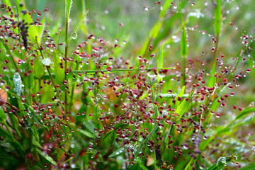 pink grass flower fresh nature background