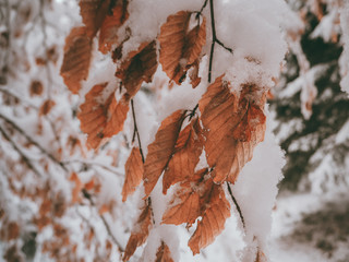 Winterlaub