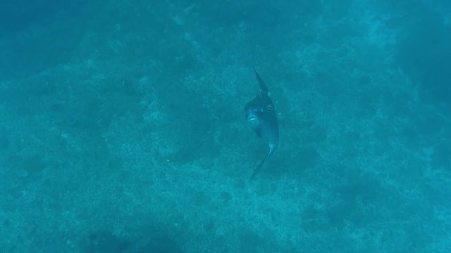 マンボウ大接近