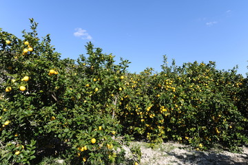 Fototapeta na wymiar Lemon trees in orchard, Alicante Province, Spain