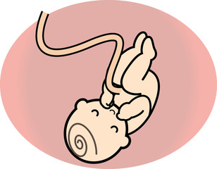 胎児のイラスト